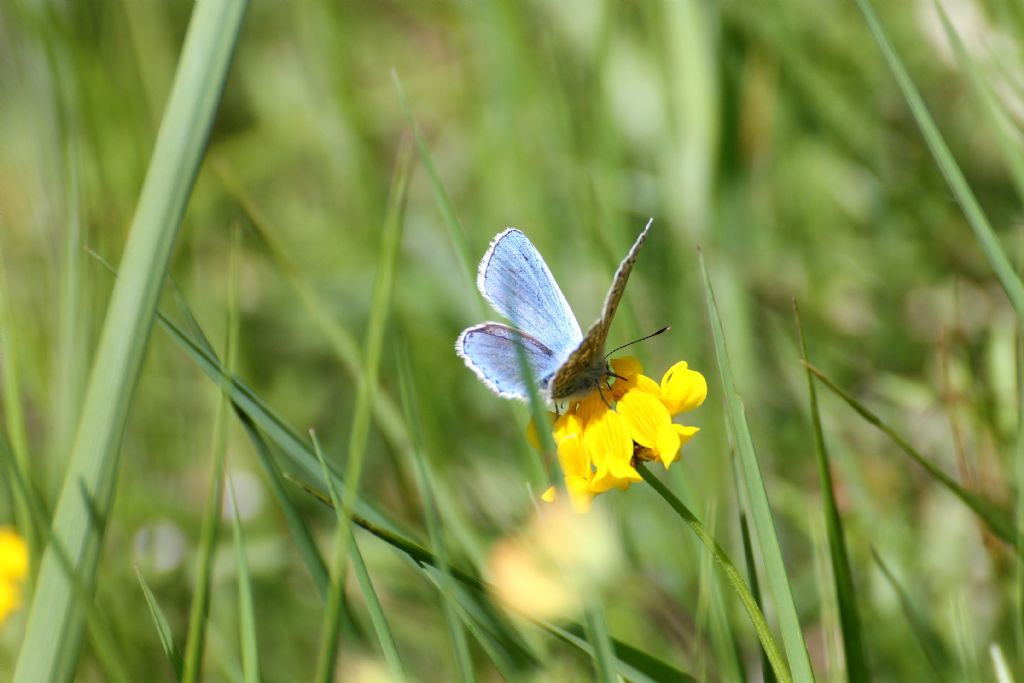 Polyommatus icarus